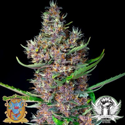 attitude usa sweet seeds red poison auto1_400x400.jpg