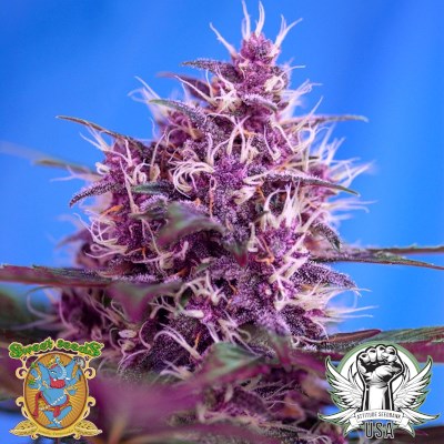 Sweet Seeds Red Poison AUTO