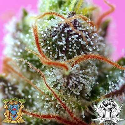 attitude usa sweet seeds sweet mimosa xl auto 2_400x400.jpg