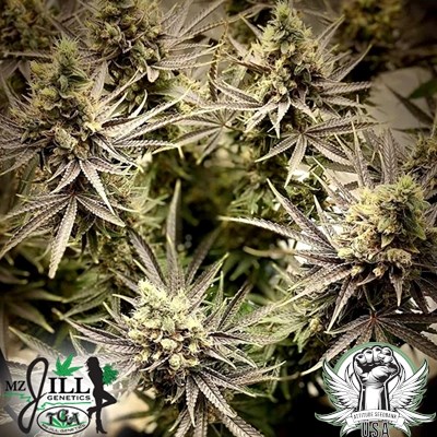 TGA Mz Jill Genetics Seeds Mendo Jilly