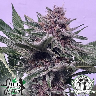 attitude usa tga mzjill chiroptera kush 2_400x400.jpg