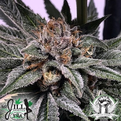attitude usa tga mzjill chiroptera kush 3_400x400.jpg
