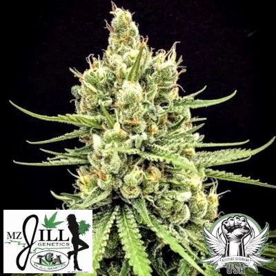 TGA Mz Jill Genetics Seeds Dairy Queen