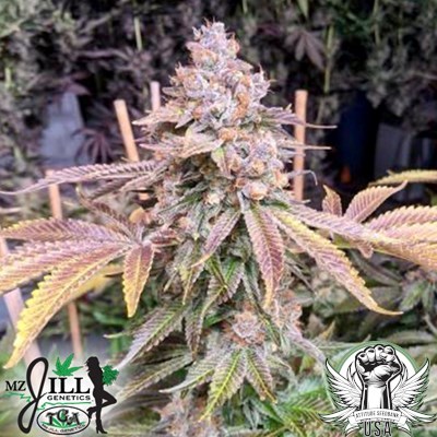 TGA Mz Jill Genetics Seeds Jilly Bean Black Cherry