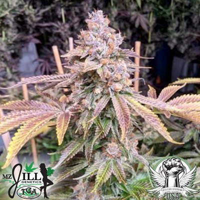 TGA Mz Jill Genetics Jilly Bean Black Cherry