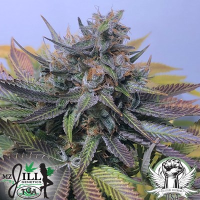 TGA Mz Jill Genetics Jilly Bean F2