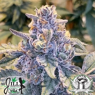 TGA Mz Jill Genetics Seeds Jilly Bean S1