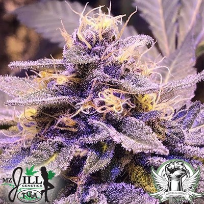 TGA Mz Jill Genetics Seeds Purple Afghani Kush S1