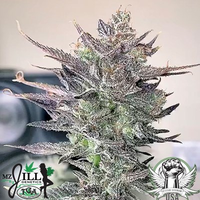 TGA Mz Jill Genetics Queen Anne's Revenge