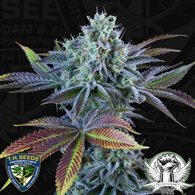 TH Seeds French Cookies AUTO (thseeds)