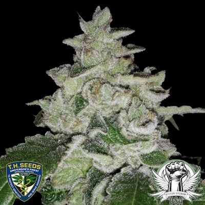 attitude usa th seeds cali funk 2_400x400.jpg