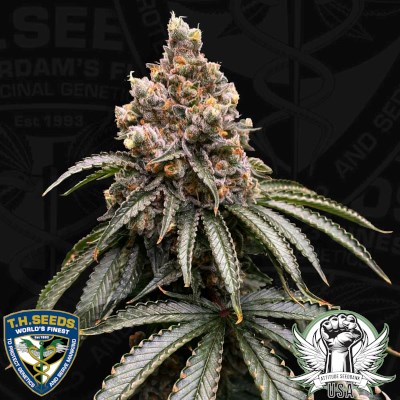 attitude usa th seeds mona lisa 1_400x400.jpg