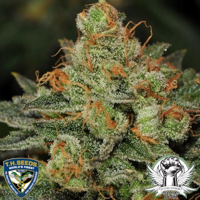 attitude usa th seeds original bubblegum 3_400x400.jpg