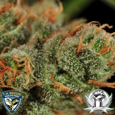 attitude usa th seeds original bubblegum 4_400x400.jpg