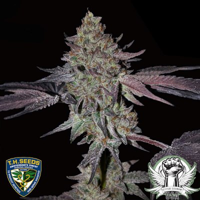 attitude usa th seeds runtz n roses_400x400.jpg