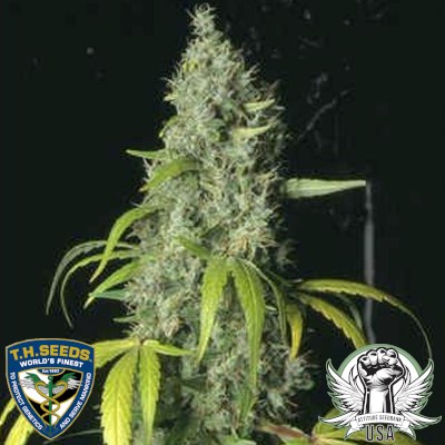 attitude usa th seeds sage 1_400x400.jpg