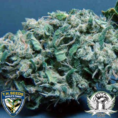 attitude usa th seeds sage 2_400x400.jpg