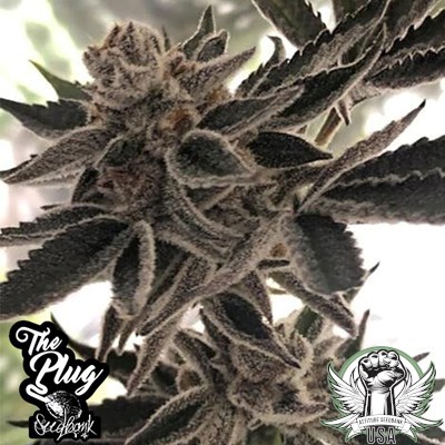 The Plug Seedbank Seeds Do-Si-Dos Zkittles