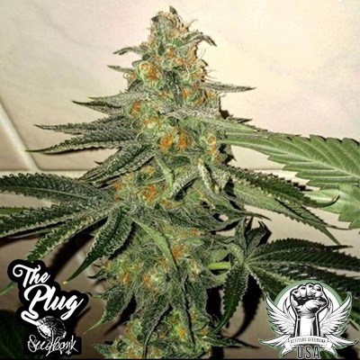 The Plug Seedbank Seeds Forbidden Fruit Cake