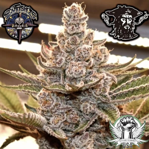 Tiki Madman Seeds Devil Cherries