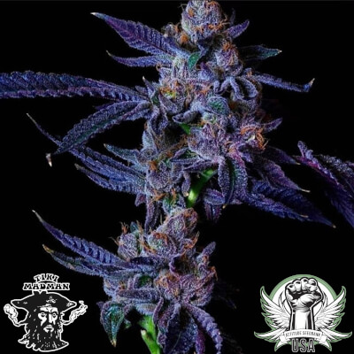 Tiki Madman Seeds Lemon Cherry Gelato