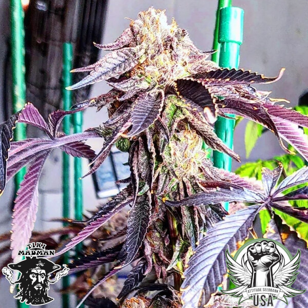 attitude usa tiki madman lemon cherry gelato_600x600.jpg
