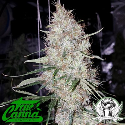 True Canna Genetics Britney