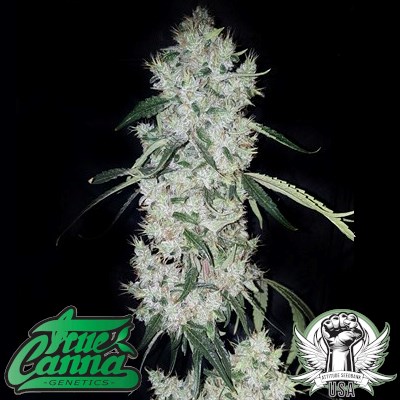 attitude usa true canna genetics britney 2_400x400.jpg