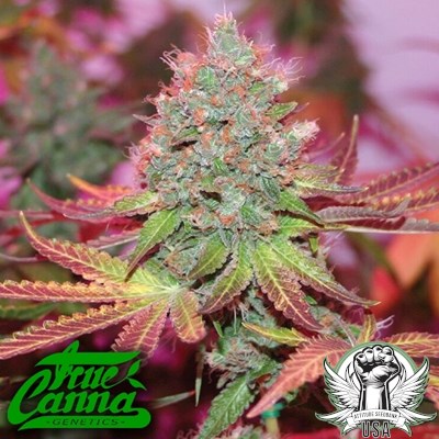 True Canna Genetics Cheddar Valley