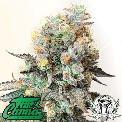 attitude usa true canna genetics chedar valley 2_400x400.jpg