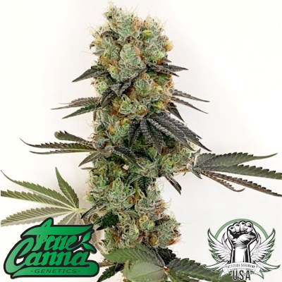 attitude usa true canna genetics chedar valley 3_400x400.jpg