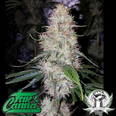 attitude usa true canna genetics chocolate thainapple 2_400x400.jpg