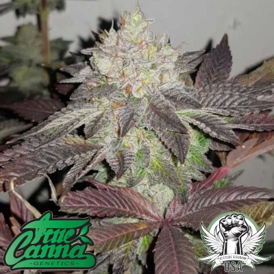 True Canna Genetics Comeback Kush aka True Doh