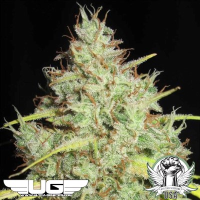 Ultra Genetics Seeds Darkside Cheese