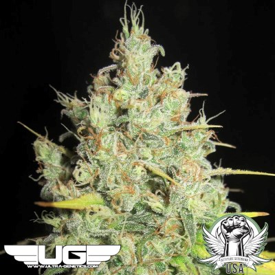 Ultra Genetics Seeds Nord Stream Gas