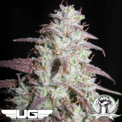 Ultra Genetics Seeds Sour Gob Stopper