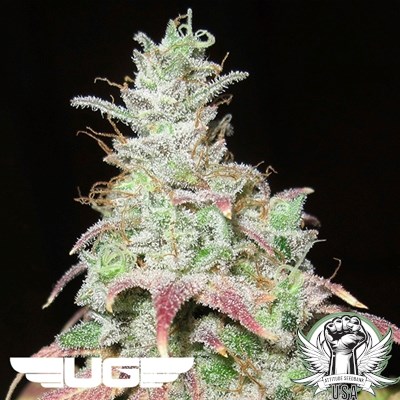 attitude usa ultra genetics sour grape kush s1 1_400x400.jpg