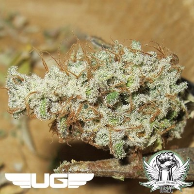 attitude usa ultra genetics sour grape kush s1 4_400x400.jpg