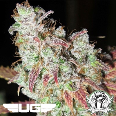 Ultra Genetics Seeds Sour Grape Kush S1