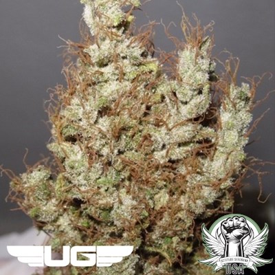 attitude usa ultra genetics super silver martian haze 2_400x400.jpg