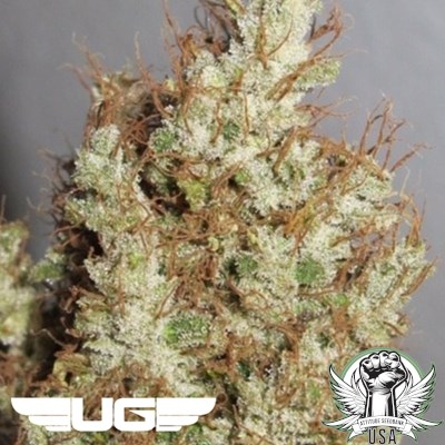 attitude usa ultra genetics super silver martian haze 3_400x400.jpg