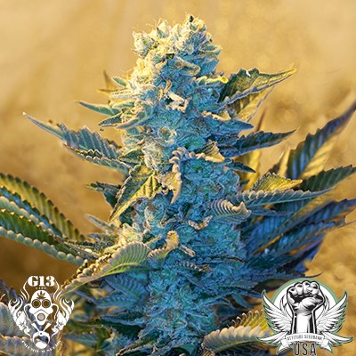 G13 Labs Seeds White Widow