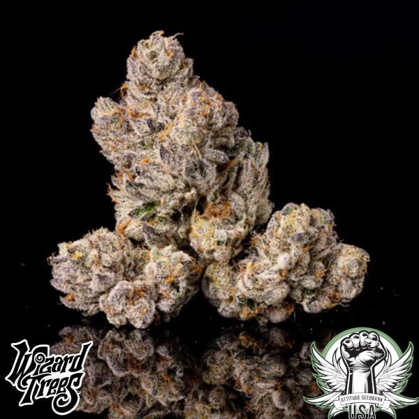 Wizard Trees Genetics 11:11 x Zangria