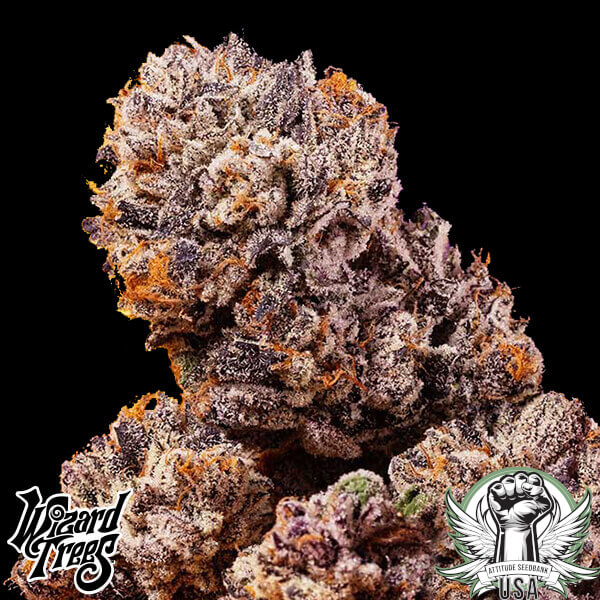 Wizard Trees Genetics Big Z