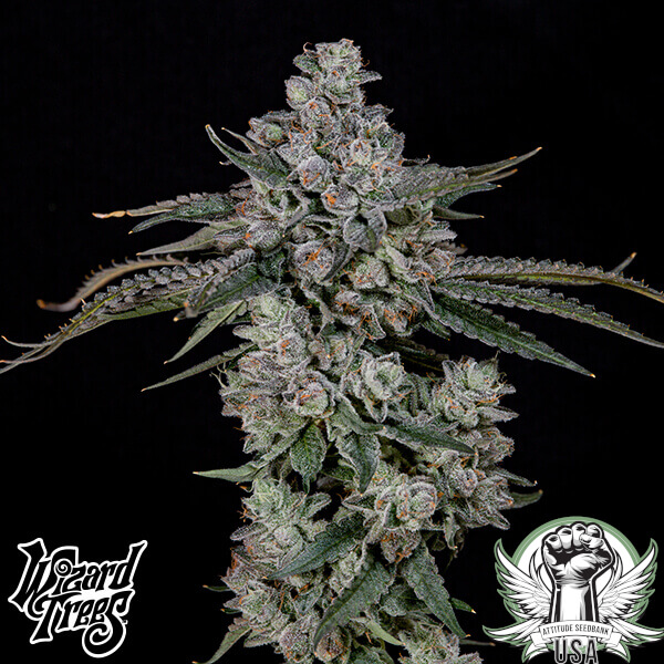 Wizard Trees Genetics British Delight
