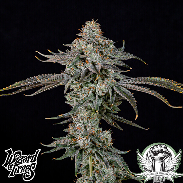 Wizard Trees Genetics Gas Gimlet