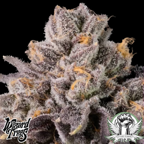 Wizard Trees Genetics Happy Hour