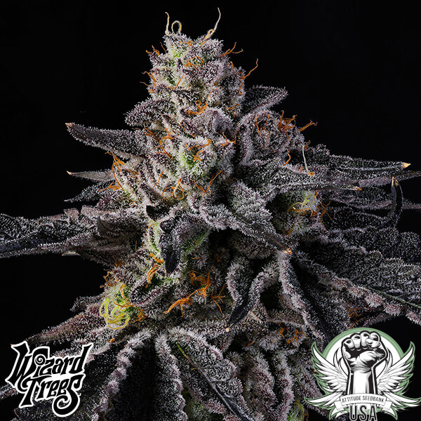 Wizard Trees Genetics Rainbow Gelato
