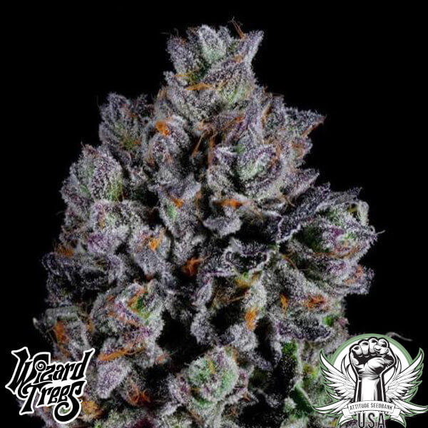Wizard Trees Genetics Zangria S1