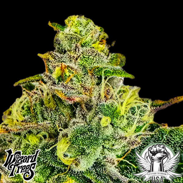 Wizard Trees Genetics Zangria Funk